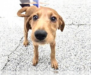 Poodle (Standard) Dogs for adoption in Houston, TX, USA