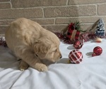 Puppy Brooklyn Golden Retriever
