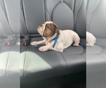 Small Photo #22 English Bulldog Puppy For Sale in FORT LAUDERDALE, FL, USA