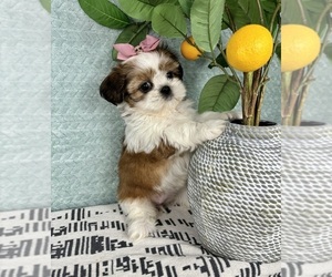 Shih Tzu Puppy for sale in FRANKLIN, IN, USA