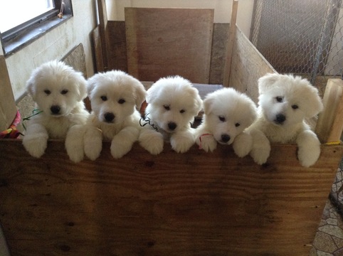 Medium Photo #1 Great Pyrenees Puppy For Sale in NEWTONVILLE, NJ, USA