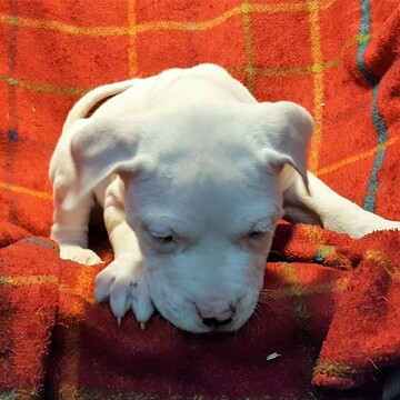 Medium Photo #140 Dogo Argentino Puppy For Sale in JANE, MO, USA