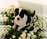 Small #1 Jack Russell Terrier