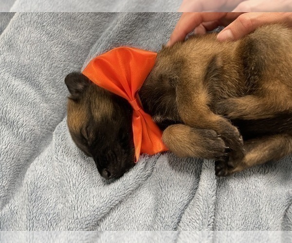 Medium Photo #123 Belgian Malinois Puppy For Sale in REESEVILLE, WI, USA