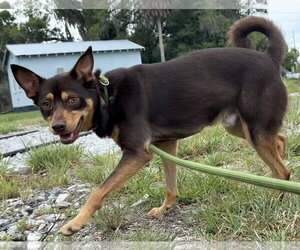 Australian Kelpie-Miniature Pinscher Mix Dogs for adoption in Sanford, FL, USA
