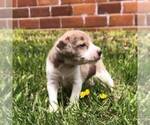 Small Photo #5 Schneagle Puppy For Sale in BURKE, SD, USA