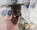 Puppy Puppy 1 Yorkshire Terrier