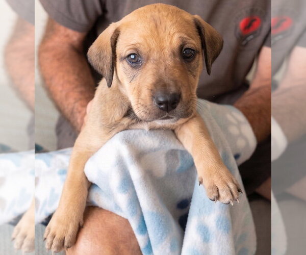 Medium Photo #3 Boxador Puppy For Sale in Grovertown, IN, USA