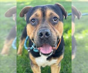 Mutt Dogs for adoption in Woodland, CA, USA