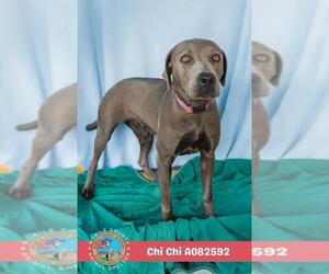 Labrador Retriever-Unknown Mix Dogs for adoption in Mobile, AL, USA