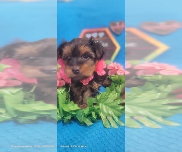 Medium Photo #8 Yorkshire Terrier Puppy For Sale in AKRON, OH, USA
