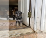 Small Photo #18 German Shepherd Dog Puppy For Sale in CARROLLTON, GA, USA