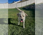 Small #7 Labrador Retriever-Retriever  Mix