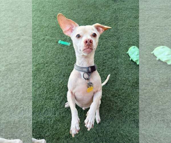 Medium Photo #15 Chihuahua-Unknown Mix Puppy For Sale in phoenix, AZ, USA