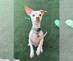 Small #14 Chihuahua Mix