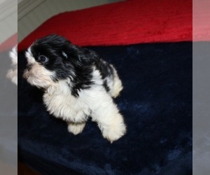 Shih Tzu Puppy for sale in THAYER, KS, USA