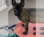 Small Photo #29 Belgian Malinois Puppy For Sale in HARKER HEIGHTS, TX, USA