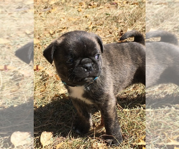 Medium Photo #24 Buggs Puppy For Sale in AFTON, WY, USA