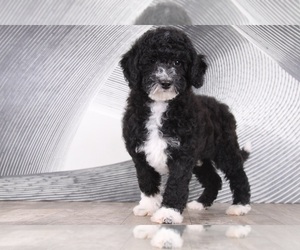 Aussiedoodle Puppy for sale in WESTPOINT, IN, USA