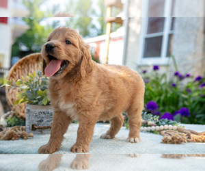 Goldendoodle Puppy for sale in KIRKWOOD, PA, USA