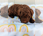 Small Photo #3 Miniature Bernedoodle Puppy For Sale in SPARTA, MO, USA
