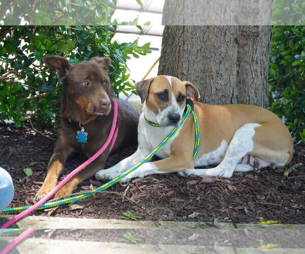 Medium Photo #3 Labrador Retriever-Unknown Mix Puppy For Sale in Holly Springs, NC, USA