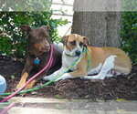 Small #2 Labrador Retriever Mix