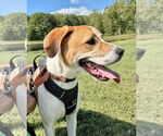Small #1 American Pit Bull Terrier-Treeing Walker Coonhound Mix
