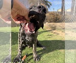 Small #1 Mutt