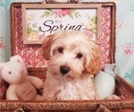 Small Photo #1 Maltipoo Puppy For Sale in INDEPENDENCE, MO, USA