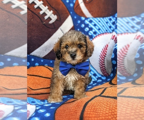 Medium Photo #3 Lhasa-Poo Puppy For Sale in LINCOLN UNIVERSITY, PA, USA