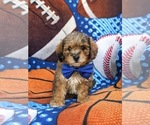Small Photo #3 Lhasa-Poo Puppy For Sale in LINCOLN UNIVERSITY, PA, USA