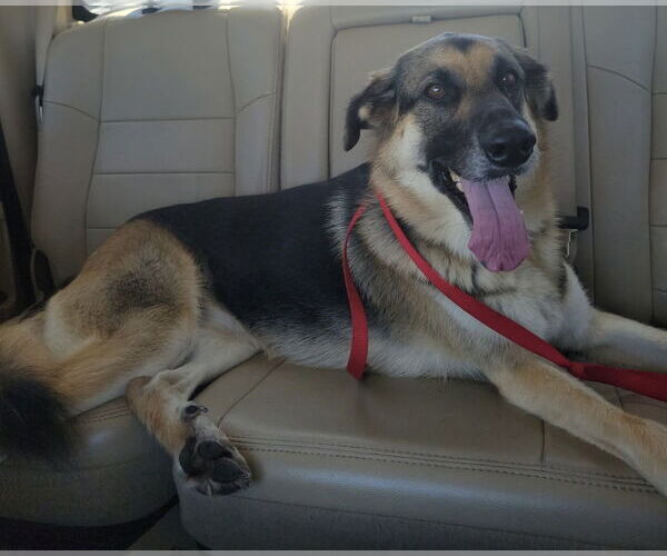 Medium Photo #3 Anatolian Shepherd-German Shepherd Dog Mix Puppy For Sale in Lighthouse Point, FL, USA