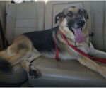 Small #2 Anatolian Shepherd-German Shepherd Dog Mix