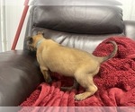 Small Photo #121 Belgian Malinois Puppy For Sale in REESEVILLE, WI, USA