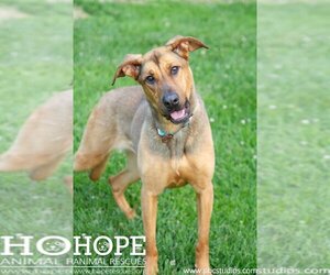Piper - Female Mutt Dog for Adoption - Photo #2