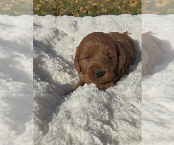 Medium Photo #3 Goldendoodle (Miniature) Puppy For Sale in RANDOLPH, WI, USA