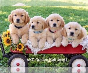 Litter of 4 - Male Golden RetrieverLitter of Puppies for Sale