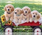 Litter of 4 - Male Golden RetrieverLitter of Puppies for Sale - Small photo