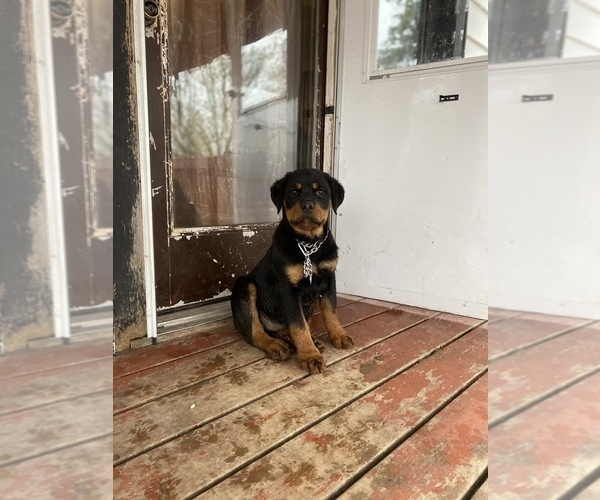 Medium Photo #7 Rottweiler Puppy For Sale in MONEE, IL, USA