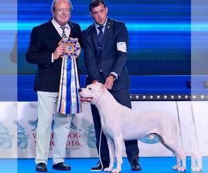 Father of the Dogo Argentino puppies born on 08/14/2025
