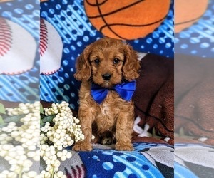 Cavapoo Puppy for sale in NOTTINGHAM, PA, USA