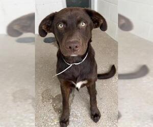 Australian Kelpie-Labrador Retriever Mix Dogs for adoption in Houston, TX, USA