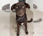 Small Australian Kelpie-Labrador Retriever Mix