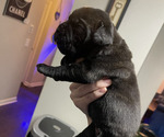 Puppy Phoenix Cane Corso