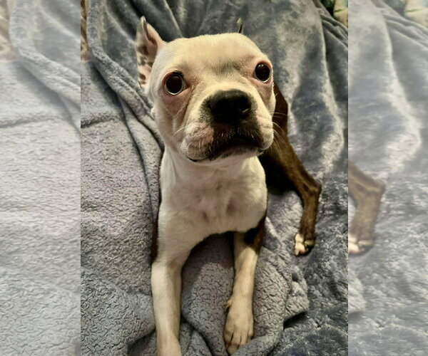 Medium Photo #1 Boston Terrier Puppy For Sale in Dumont, NJ, USA