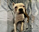 Small Boston Terrier