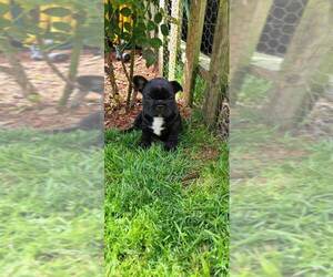 French Bulldog Puppy for sale in CHARLOTTE, NC, USA
