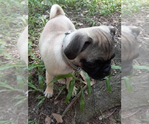 Pug Puppy for sale in LIVINGSTON, TX, USA