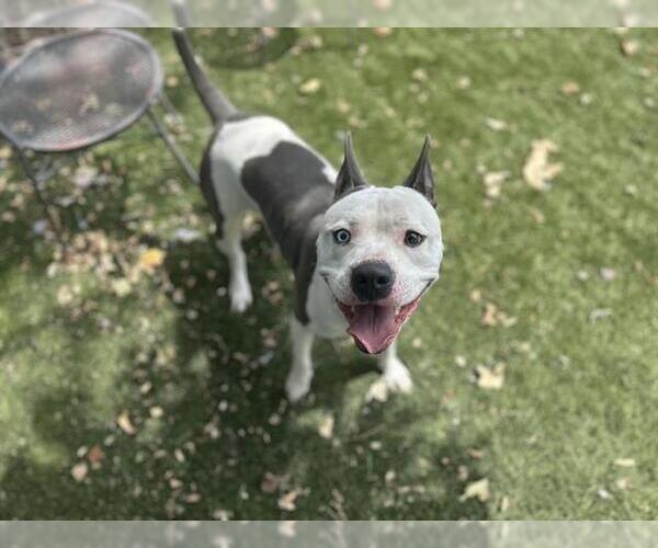 Medium Photo #1 American Pit Bull Terrier Puppy For Sale in Chula Vista, CA, USA